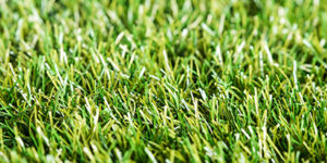 Royal Grass