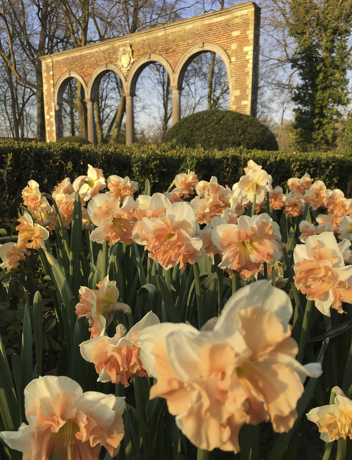 Tulip fever in Floralia