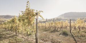 Schmit-Fohl: It’s a family affair