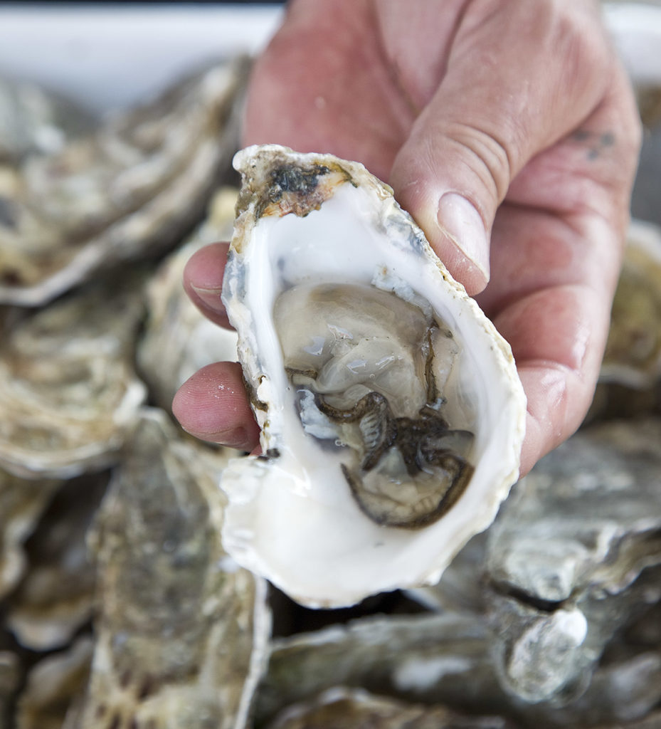 Zeeland's seafood delights Discover Benelux