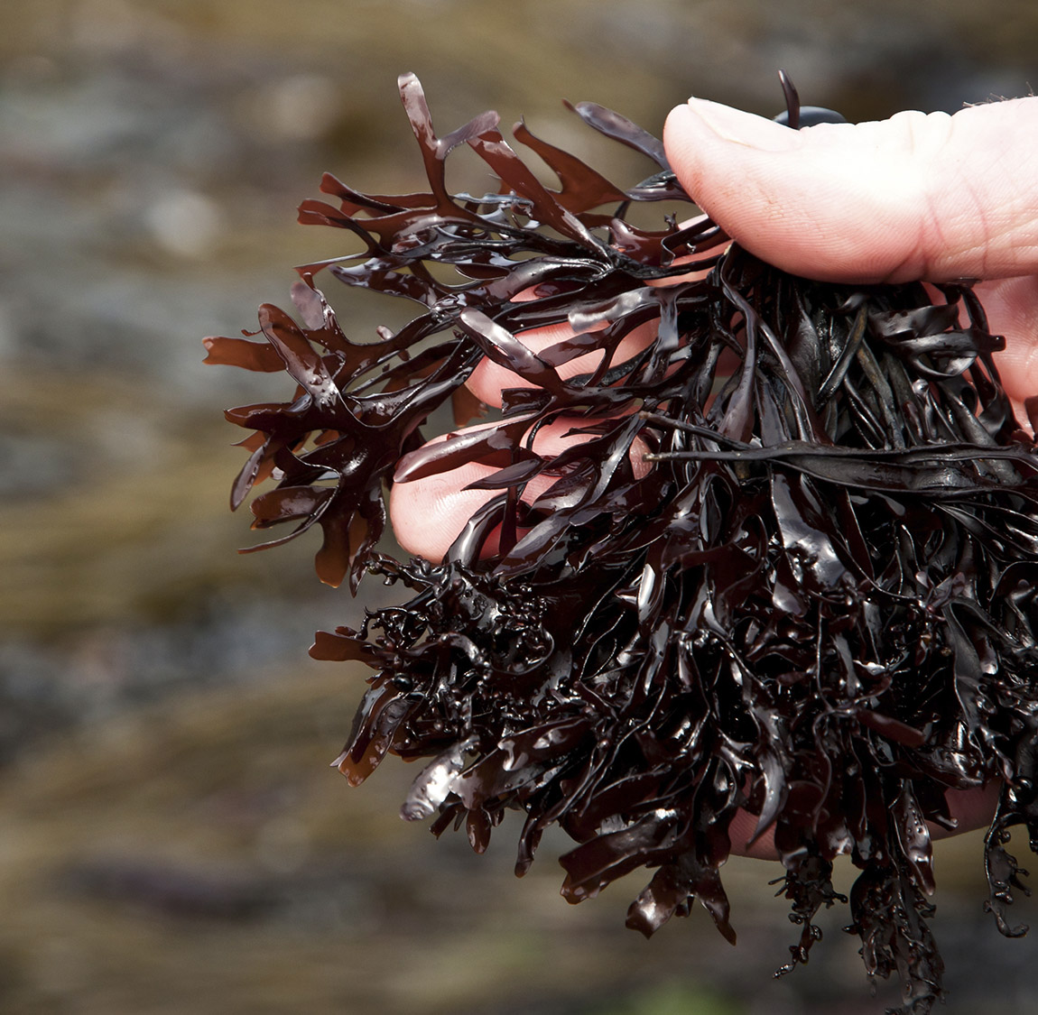 Heavenly sawn sea oak seaweed balms your skin leaving it silky smooth.