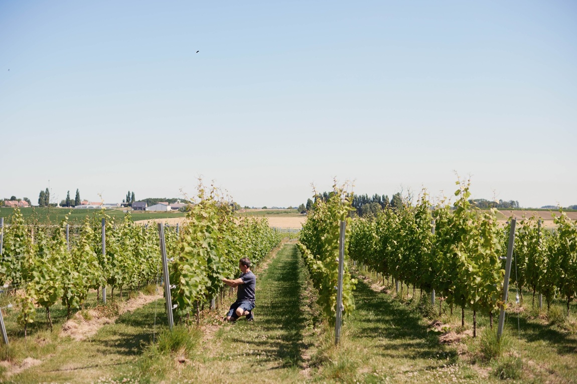 Photo: Den Nachtengael | Explore exceptional wines and top vineyards in Flanders
